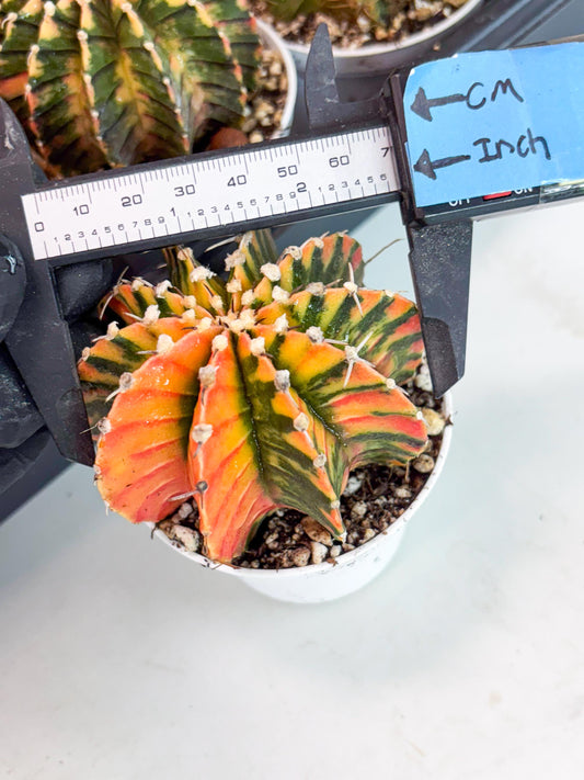 Gymnocalycium LB Hybrid | (gy6) (r4) | variegated cactus