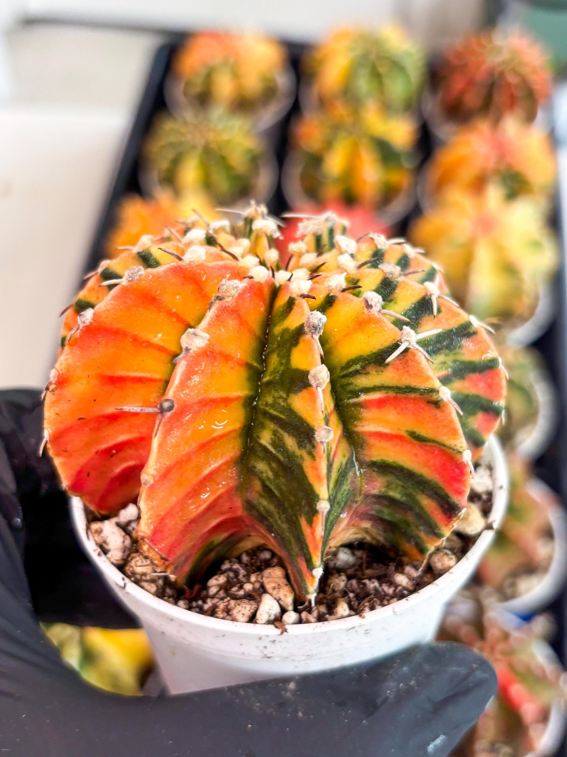 Gymnocalycium LB Hybrid | (gy6) (r4) | variegated cactus