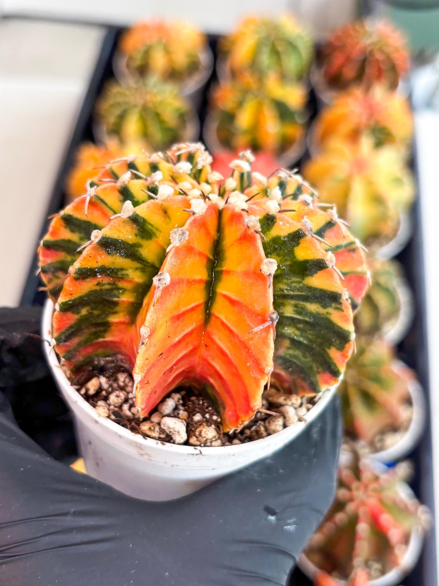 Gymnocalycium LB Hybrid | (gy6) (r4) | variegated cactus