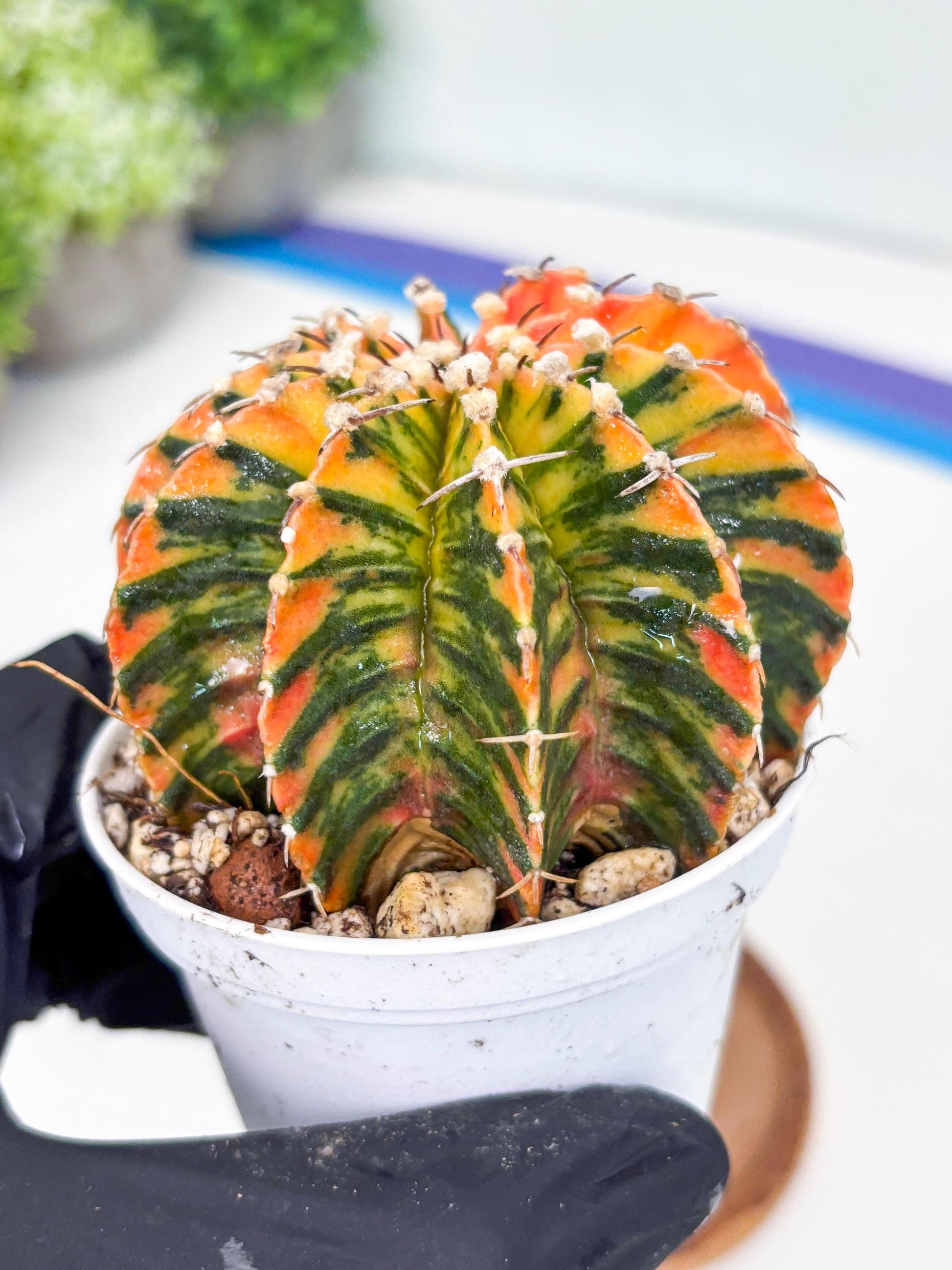 Gymnocalycium LB Hybrid | (gy6) (r4) | variegated cactus