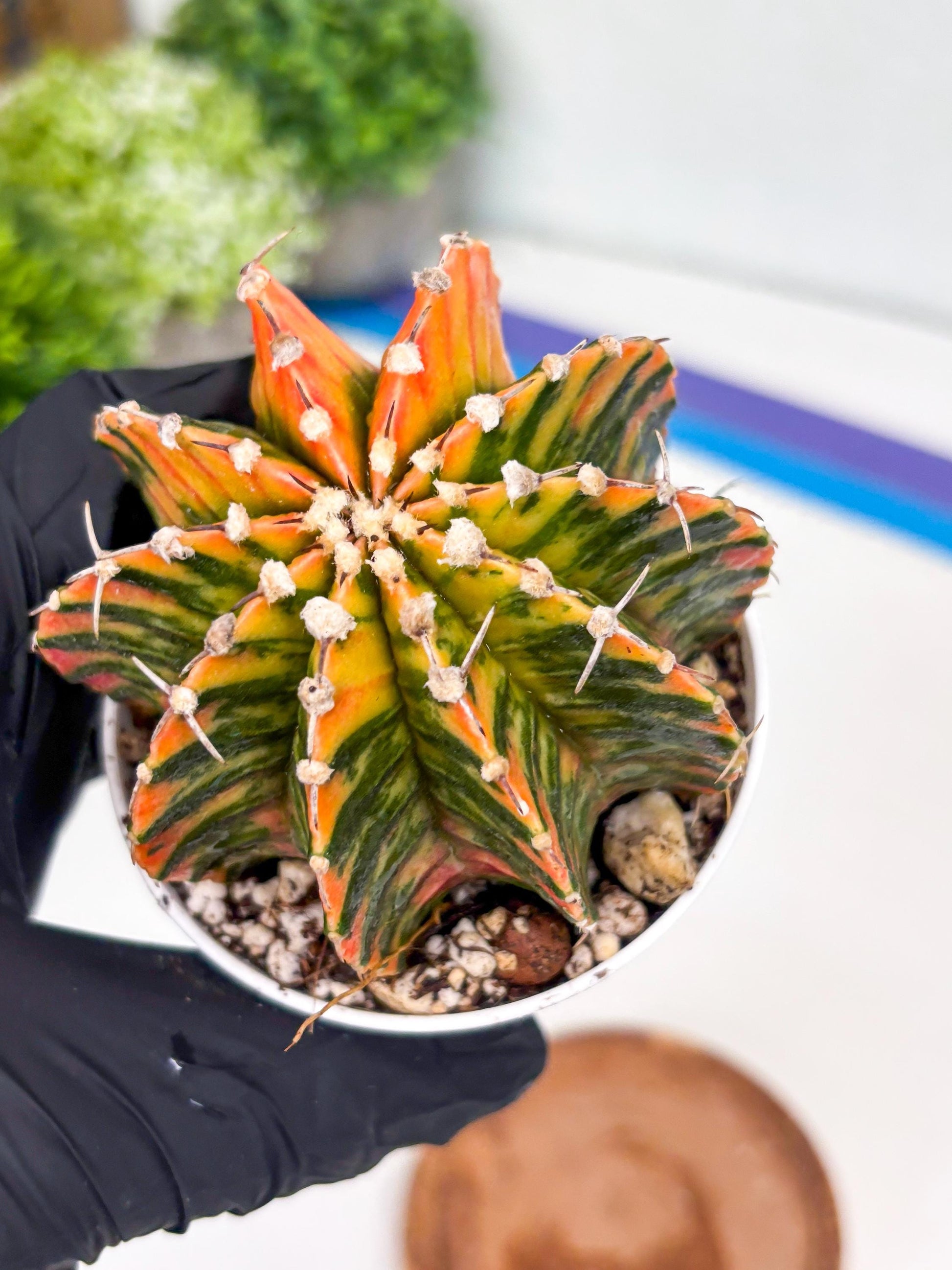 Gymnocalycium LB Hybrid | (gy6) (r4) | variegated cactus