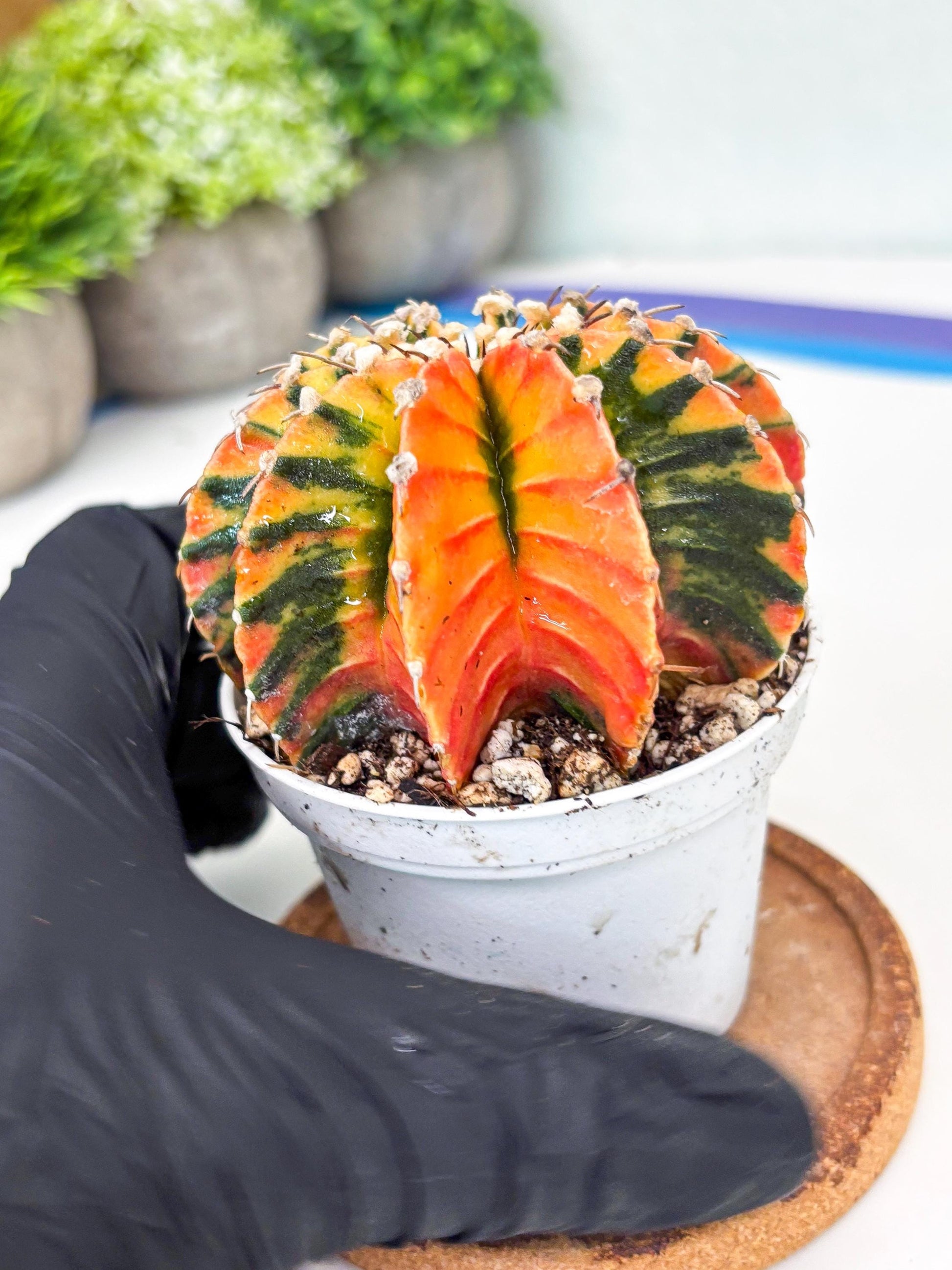 Gymnocalycium LB Hybrid | (gy6) (r4) | variegated cactus