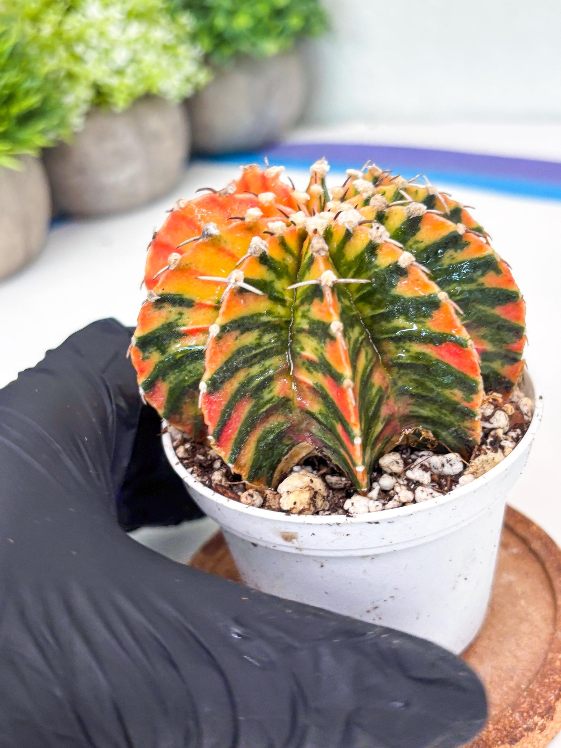 Gymnocalycium LB Hybrid | (gy6) (r4) | variegated cactus