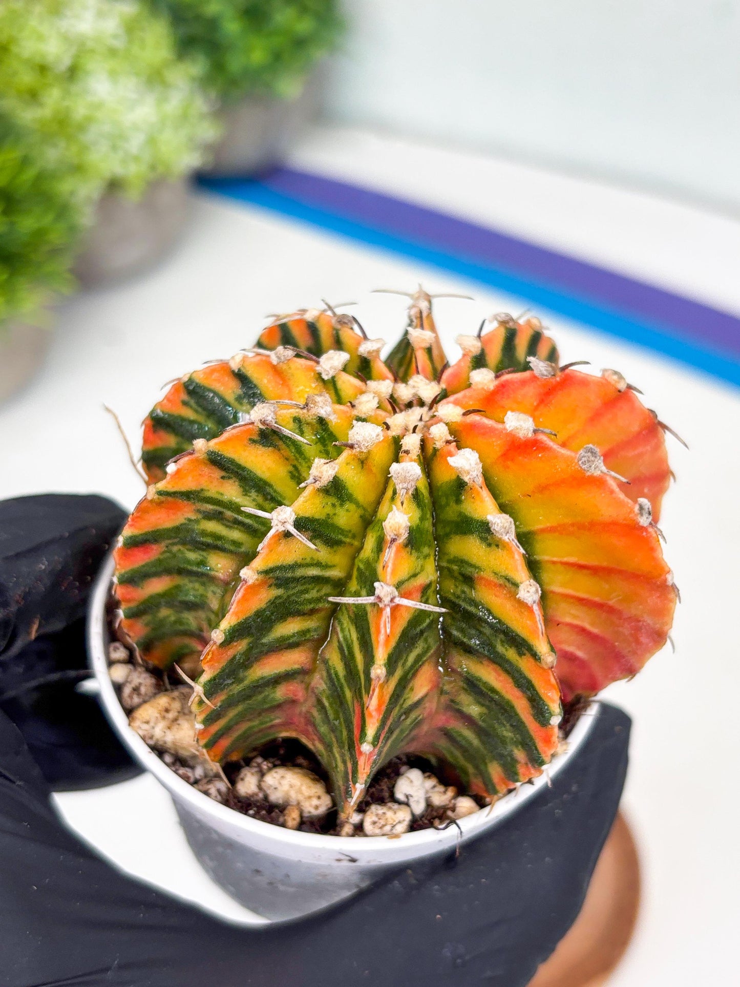 Gymnocalycium LB Hybrid | (gy6) (r4) | variegated cactus