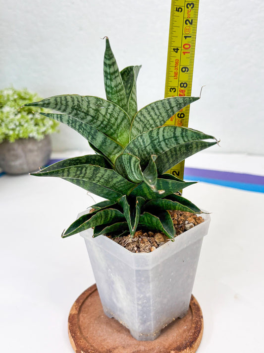 Sansevieria Sindoro (Su1) (17) | Imported Sansevieria