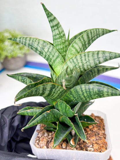 Sansevieria Sindoro (Su1) (17) | Imported Sansevieria