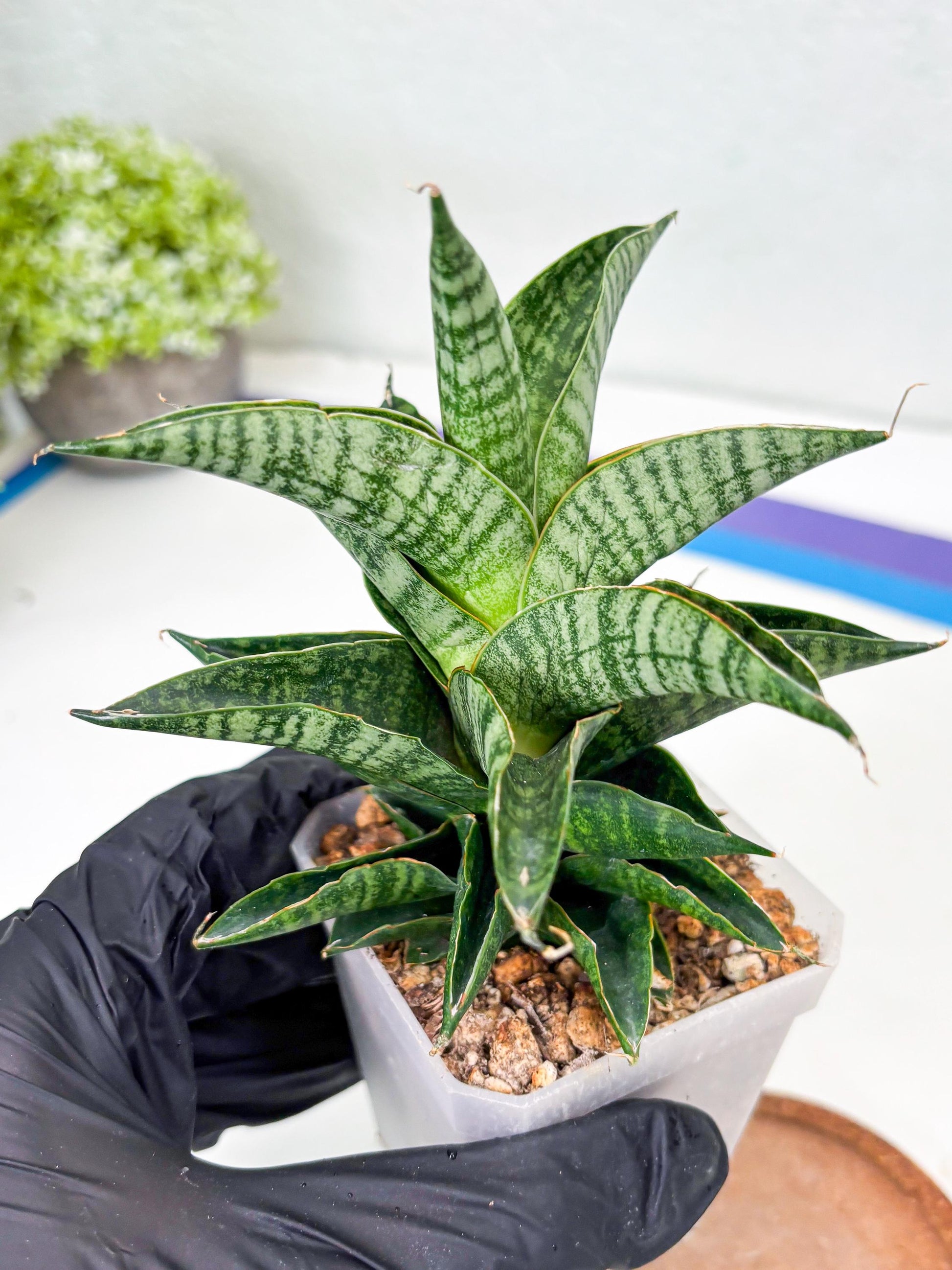 Sansevieria Sindoro (Su1) (17) | Imported Sansevieria