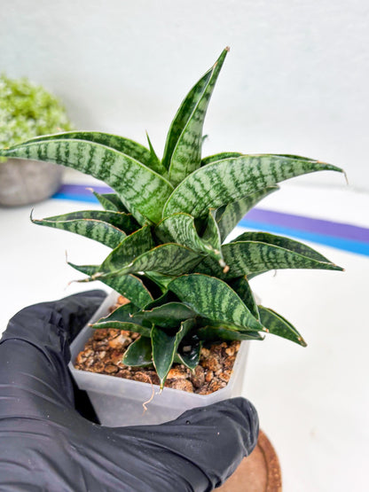 Sansevieria Sindoro (Su1) (17) | Imported Sansevieria