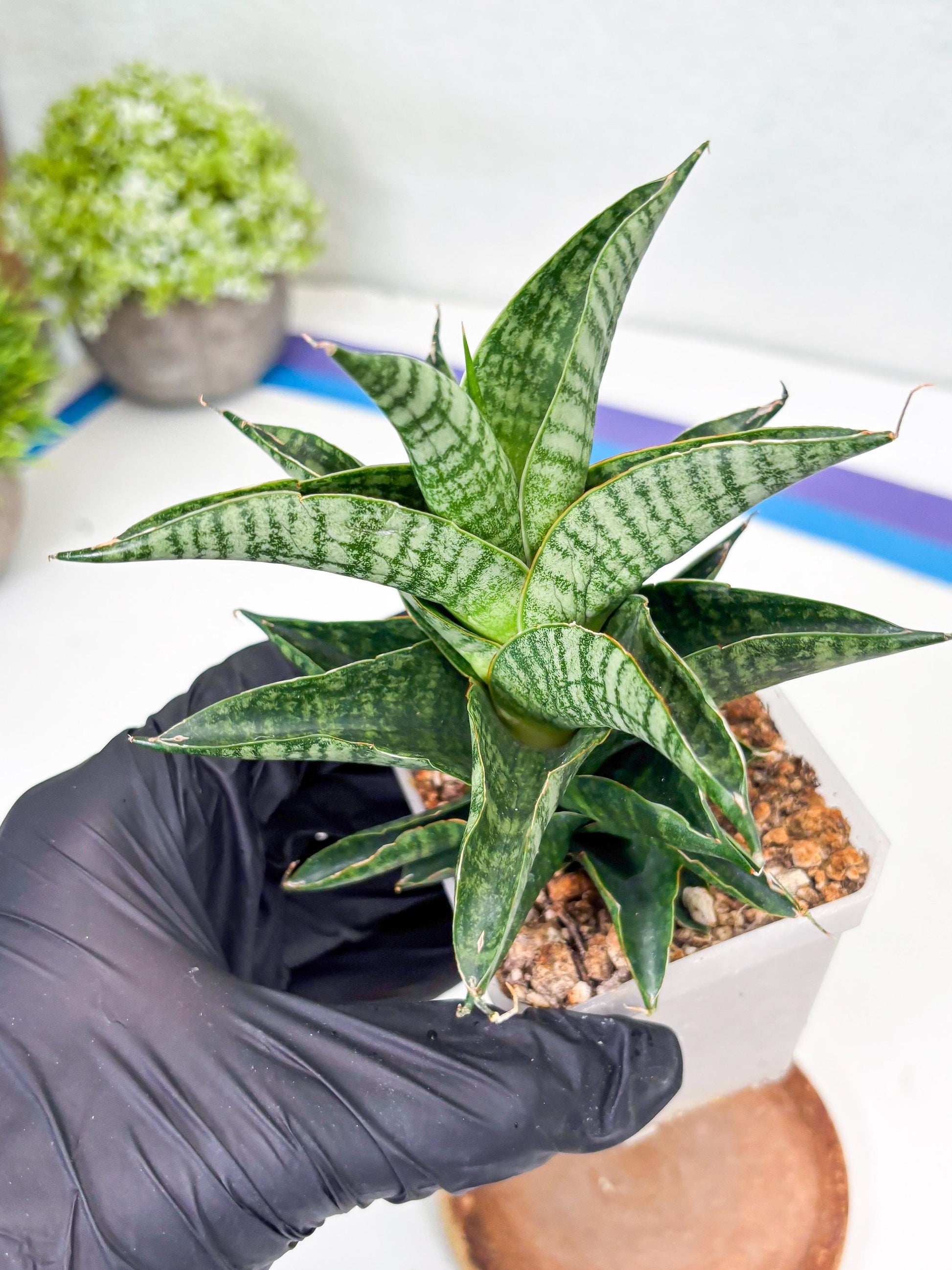 Sansevieria Sindoro (Su1) (17) | Imported Sansevieria