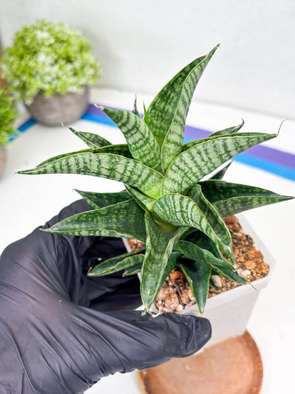 Sansevieria Sindoro (Su1) (17) | Imported Sansevieria