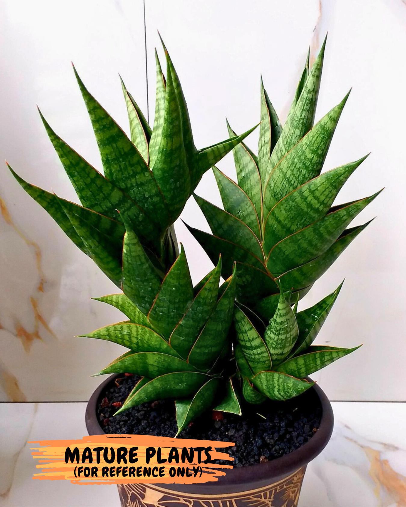 Sansevieria Sindoro (Su1) (17) | Imported Sansevieria