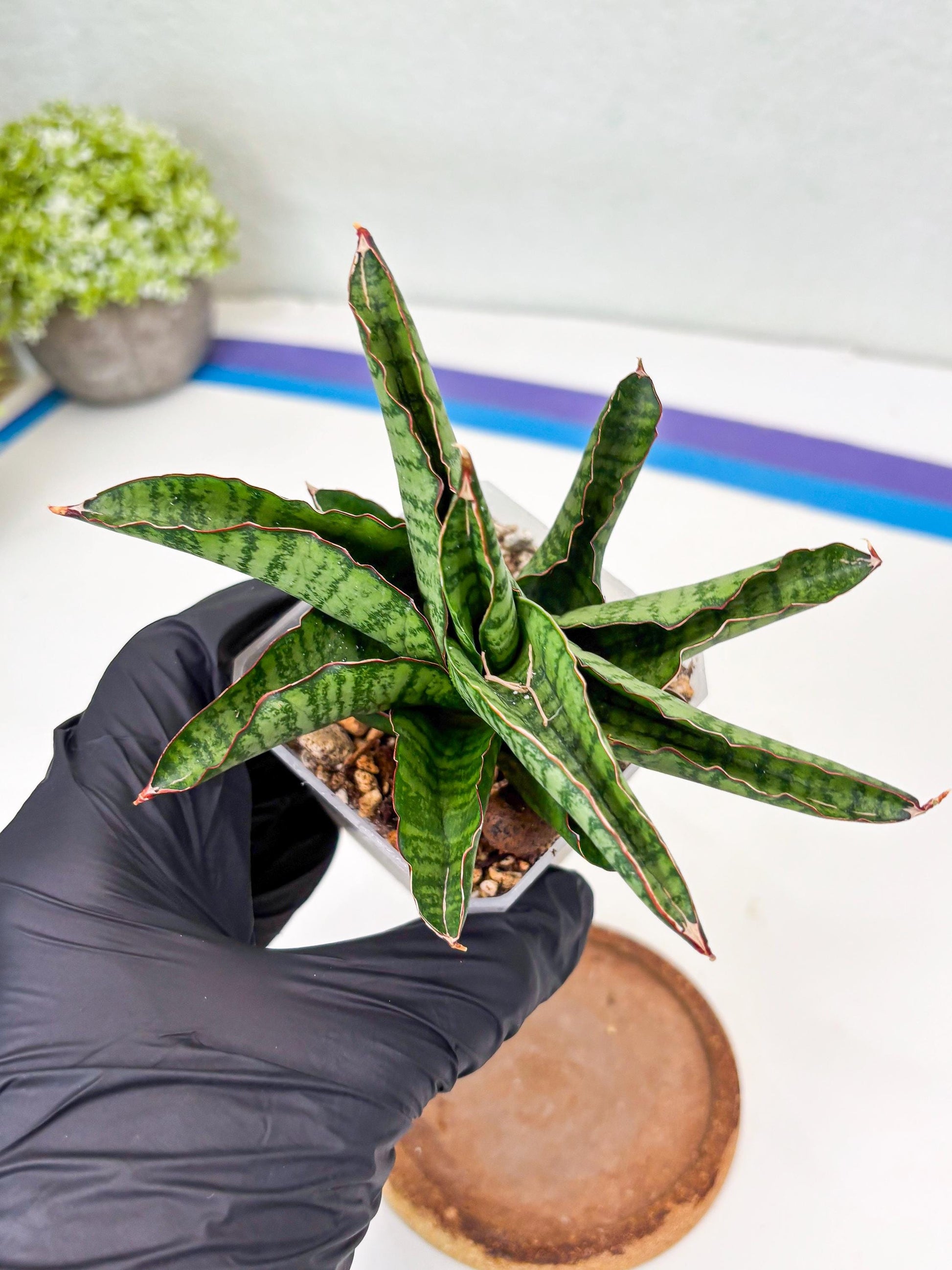sansevieria srikandi Sansevieria Srikandi (Su2) (2)