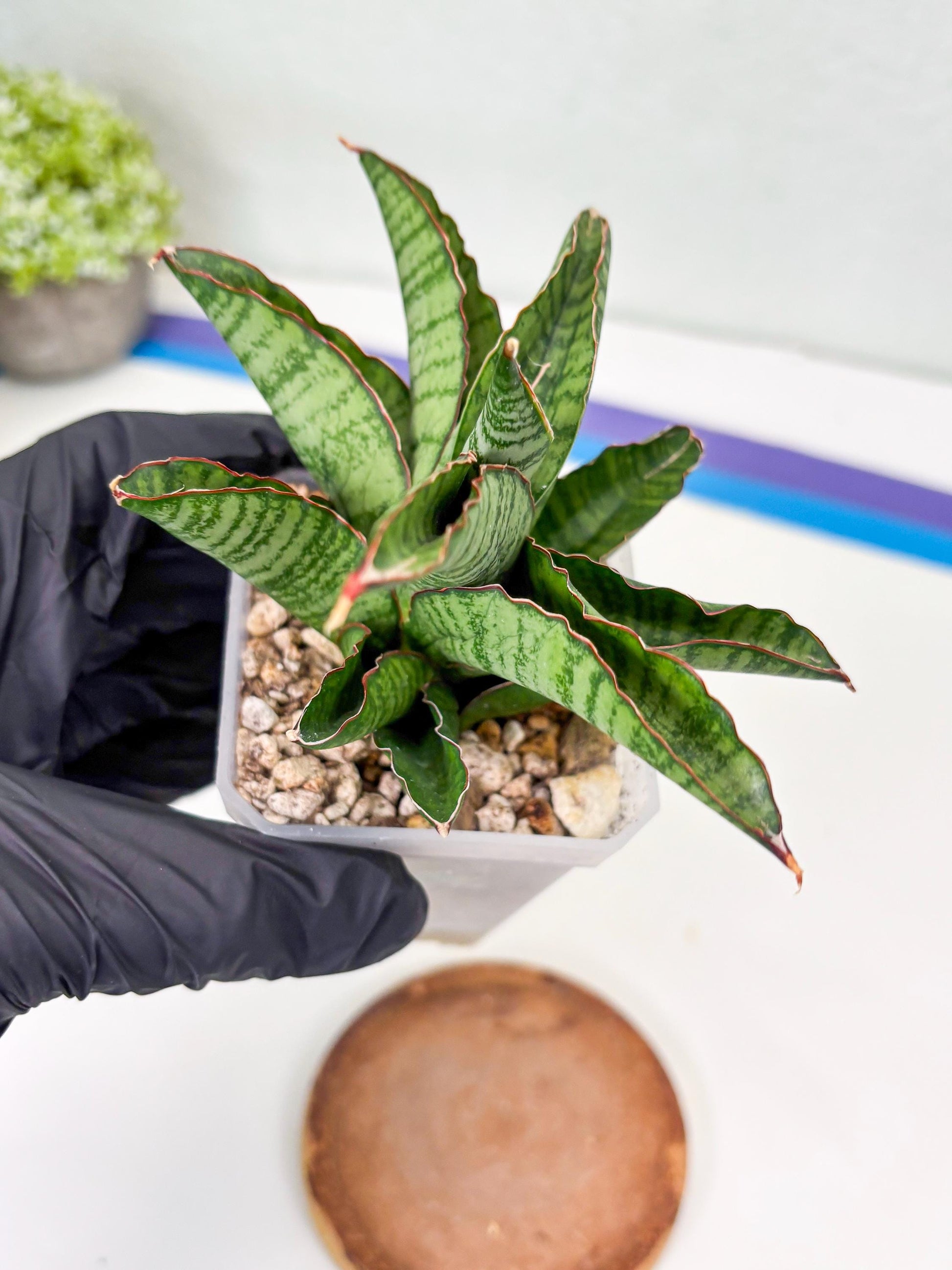 Sansevieria Srikandi (Su2) (2) | Imported Sansevieria