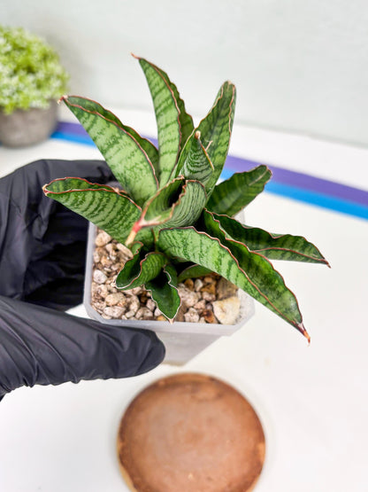 Sansevieria Srikandi (Su2) (2) | Imported Sansevieria