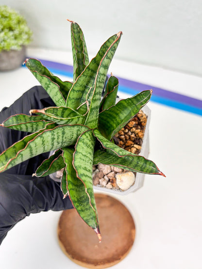 Sansevieria Srikandi (Su2) (2) | Imported Sansevieria
