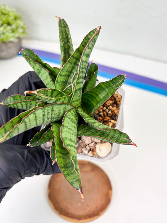 Sansevieria Srikandi (Su2) (2) | Imported Sansevieria