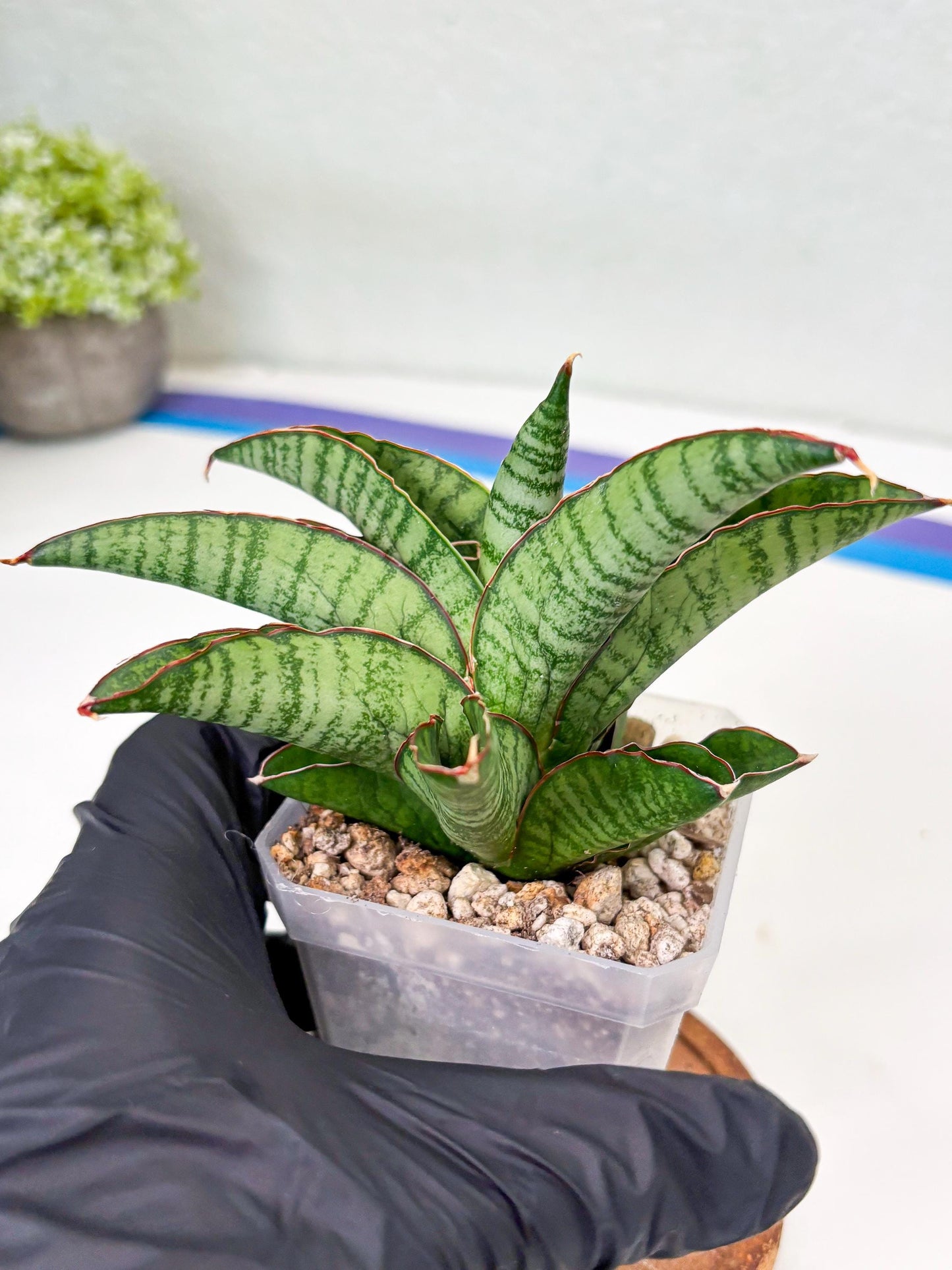 Sansevieria Srikandi (Su2) (2) | Imported Sansevieria