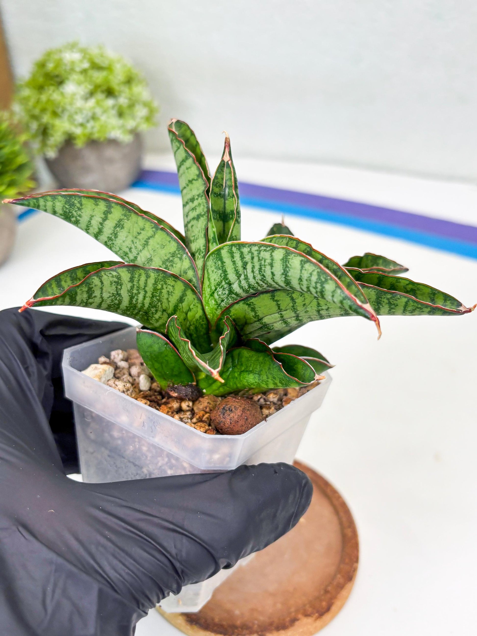 Sansevieria Srikandi (Su2) (2) | Imported Sansevieria