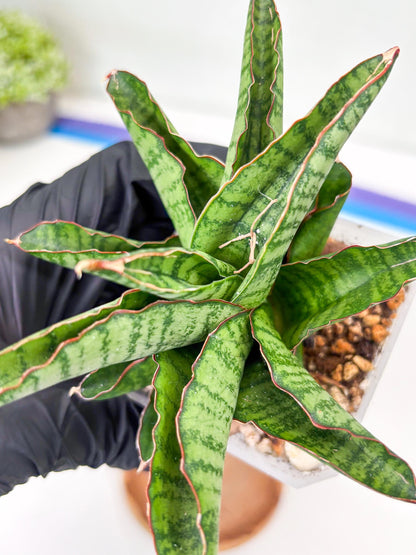 Sansevieria Srikandi (Su2) (2) | Imported Sansevieria
