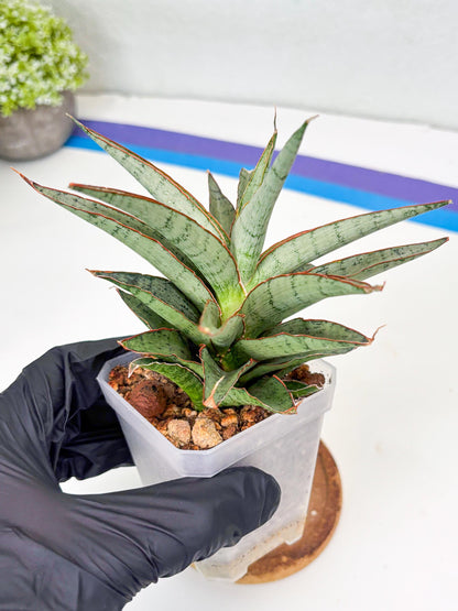Sansevieria Lady Prang (Su2) (5) | Imported Sansevieria