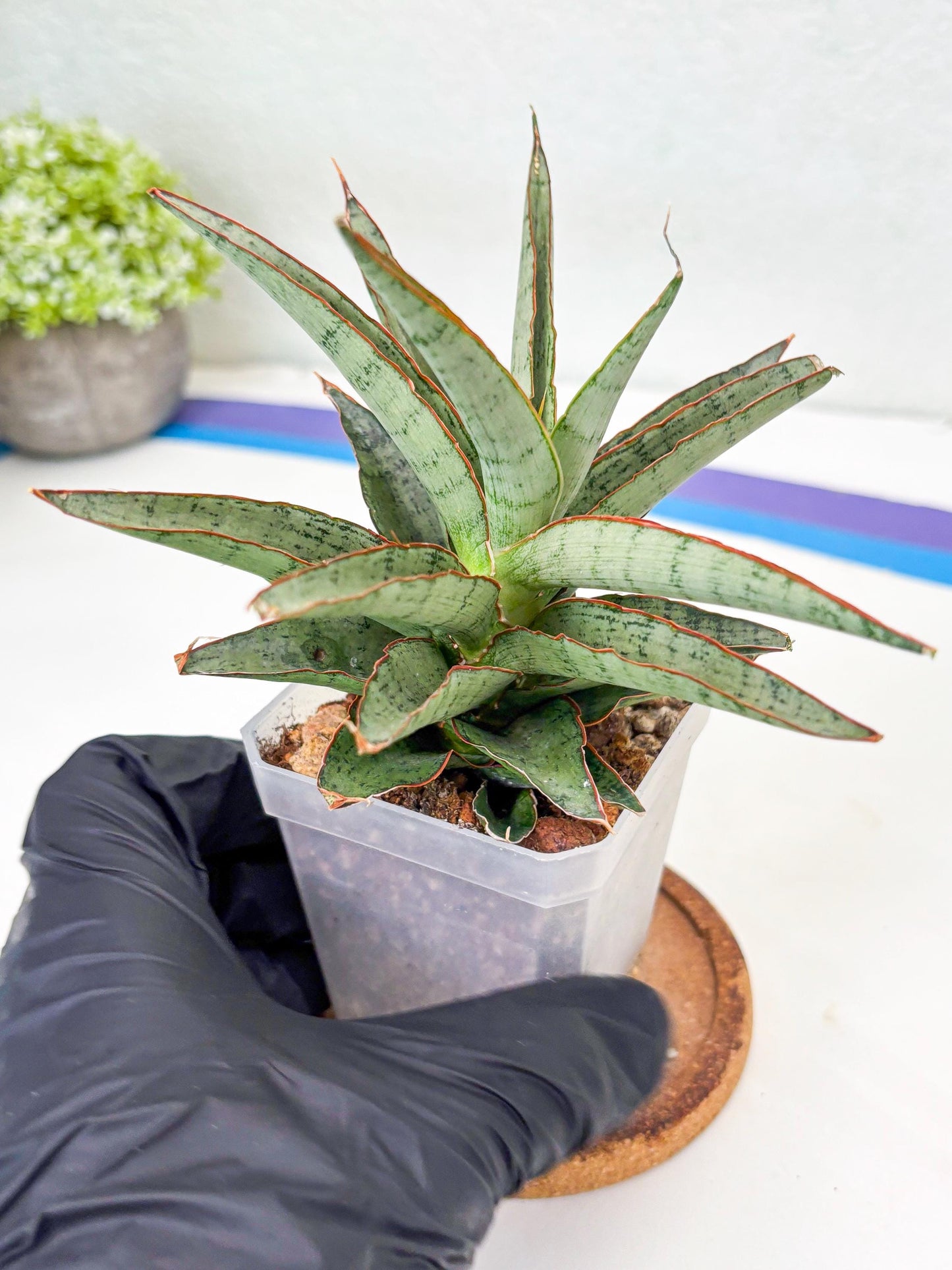 Sansevieria Lady Prang (Su2) (5) | Imported Sansevieria