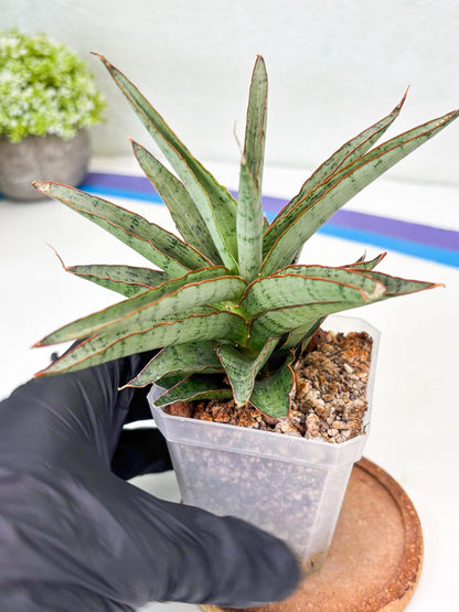 Sansevieria Lady Prang (Su2) (5) | Imported Sansevieria