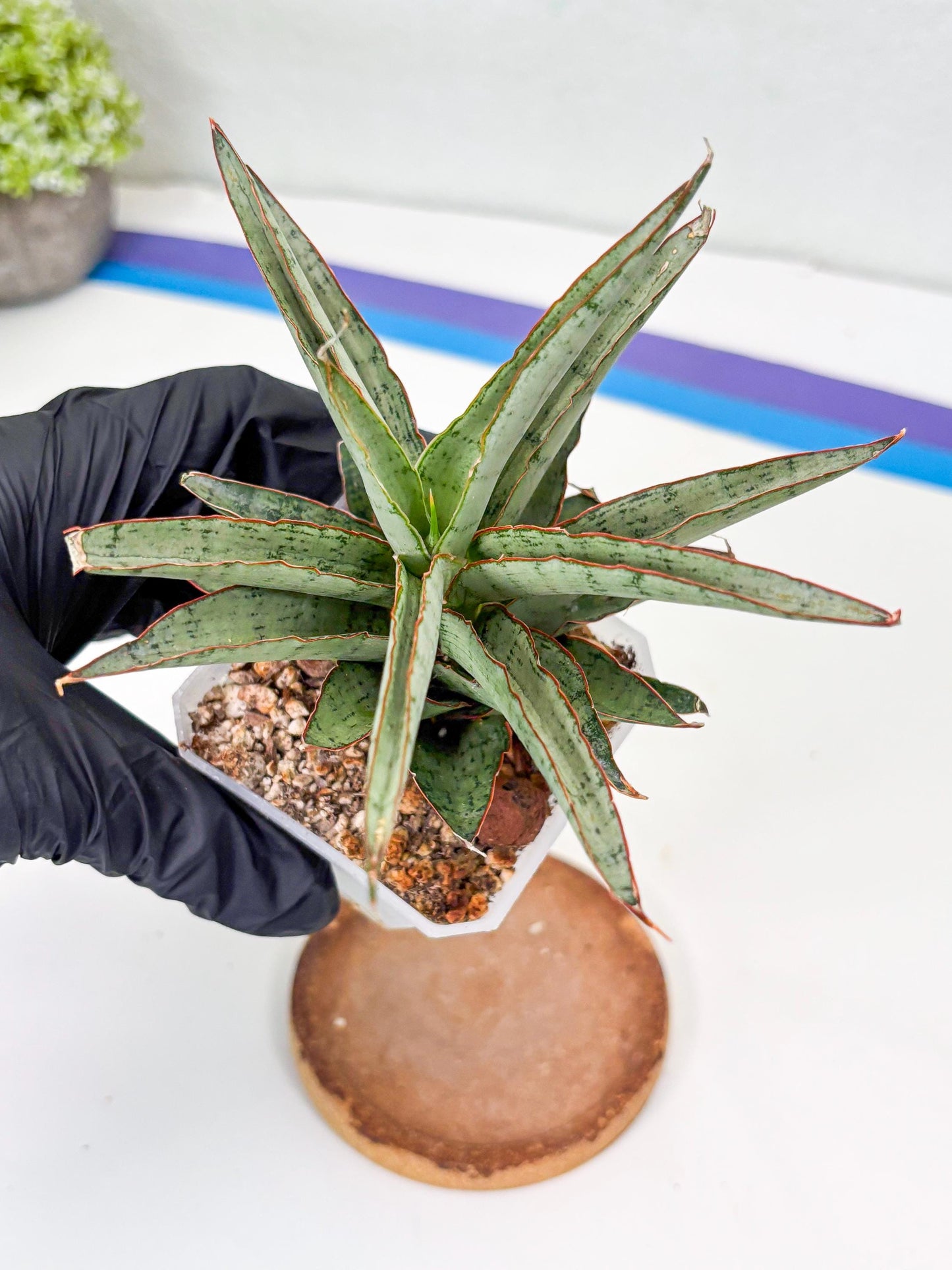 Sansevieria Lady Prang (Su2) (5) | Imported Sansevieria