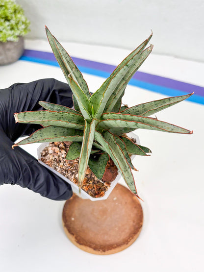 Sansevieria Lady Prang (Su2) (5) | Imported Sansevieria