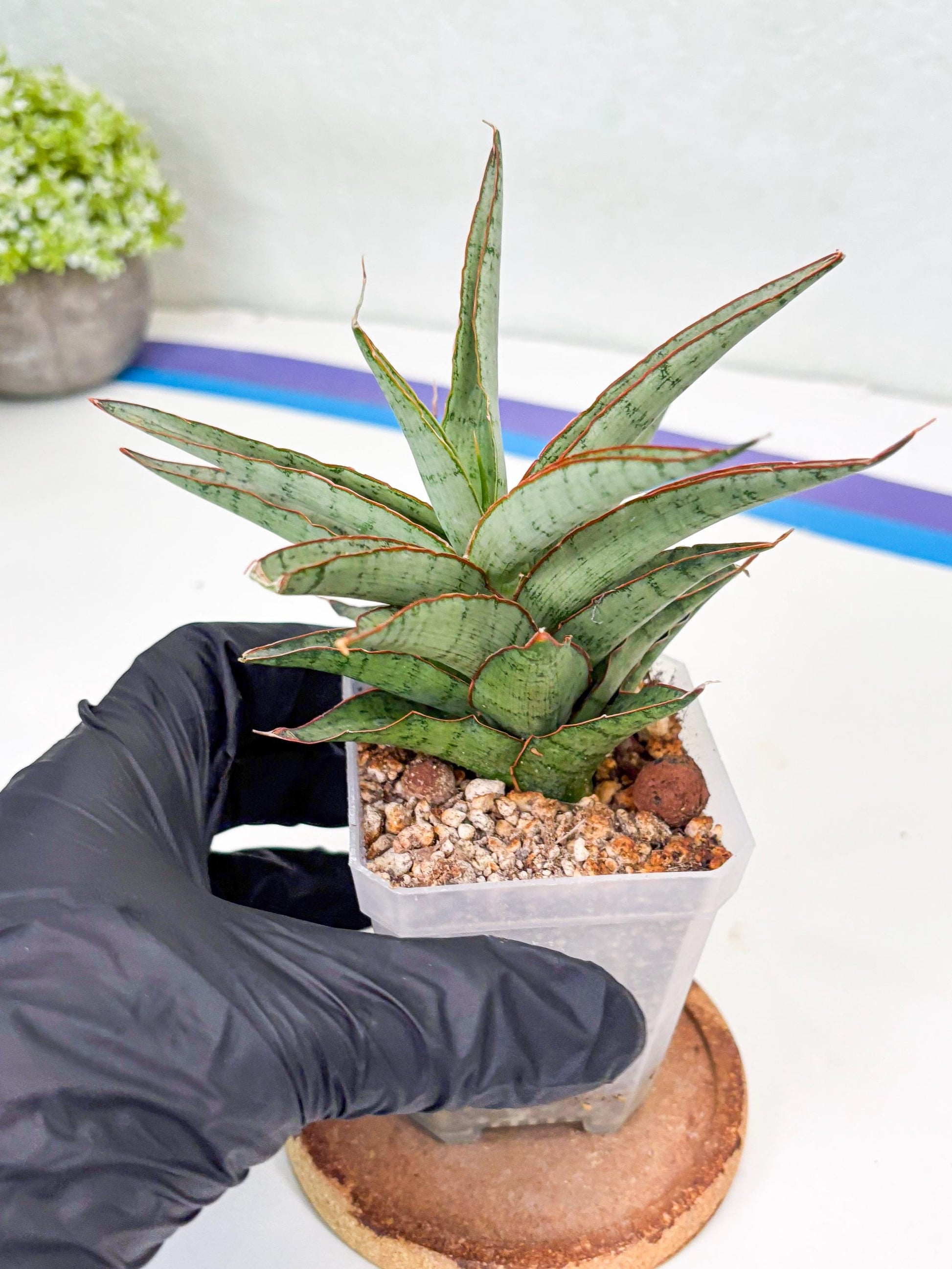 Sansevieria Lady Prang (Su2) (5) | Imported Sansevieria