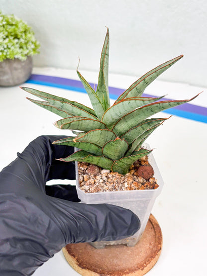 Sansevieria Lady Prang (Su2) (5) | Imported Sansevieria
