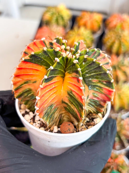 Gymnocalycium LB Hybrid | (gy7) (b2) | variegated cactus