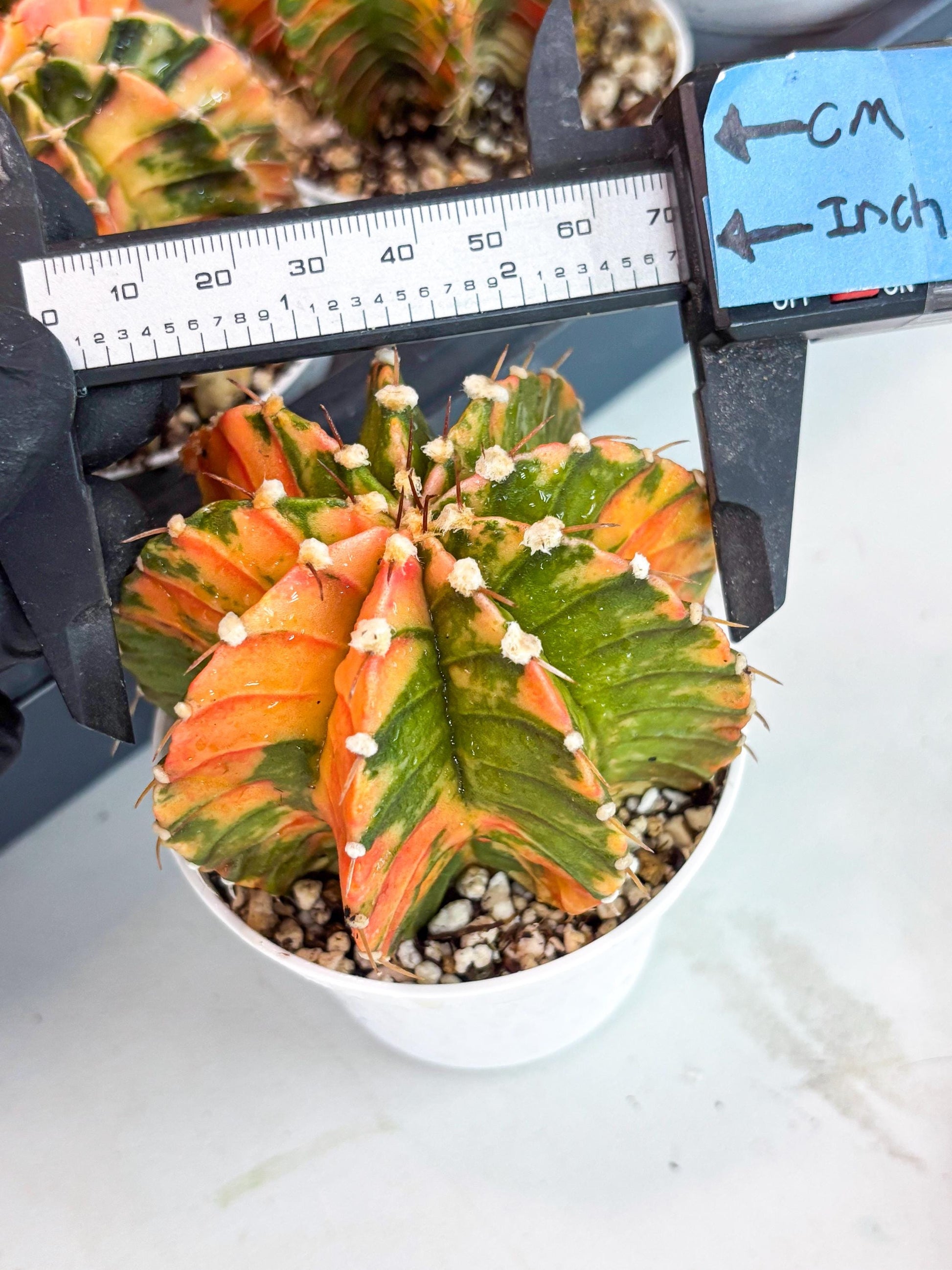 Gymnocalycium LB Hybrid | (gy7) (b3) | variegated cactus