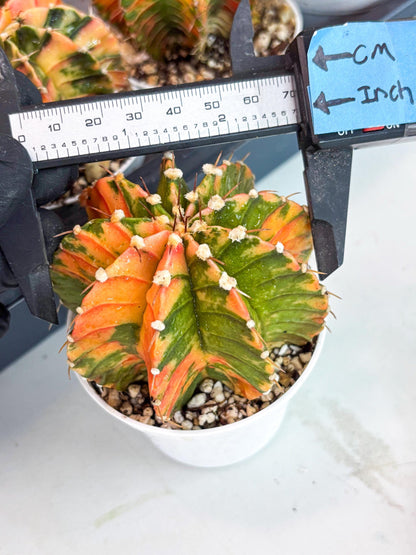 Gymnocalycium LB Hybrid | (gy7) (b3) | variegated cactus