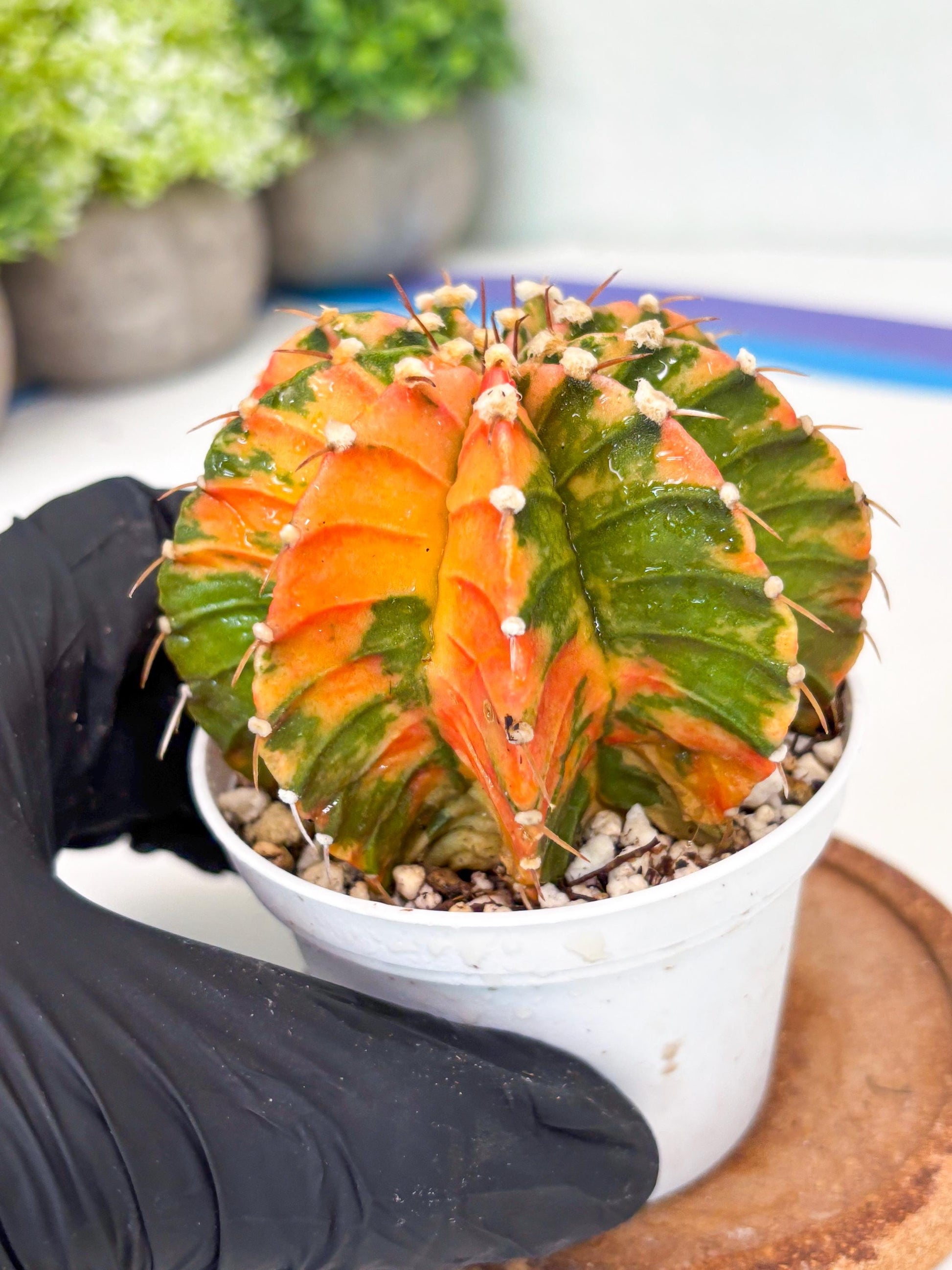 Gymnocalycium LB Hybrid | (gy7) (b3) | variegated cactus