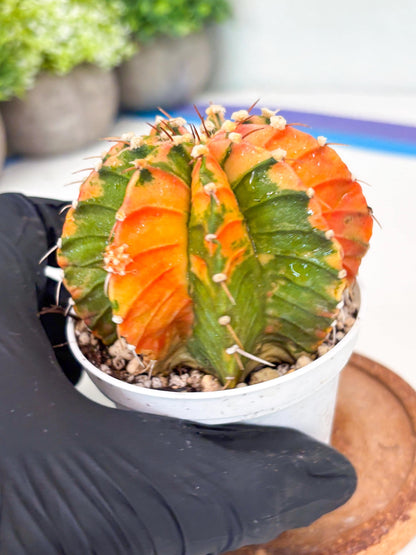 Gymnocalycium LB Hybrid | (gy7) (b3) | variegated cactus