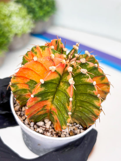 Gymnocalycium LB Hybrid | (gy7) (b3) | variegated cactus