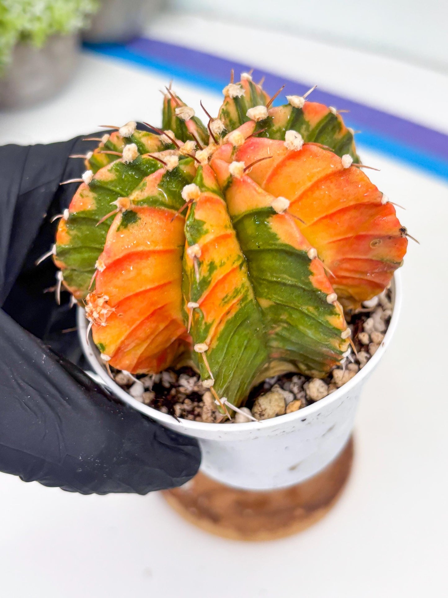 Gymnocalycium LB Hybrid | (gy7) (b3) | variegated cactus