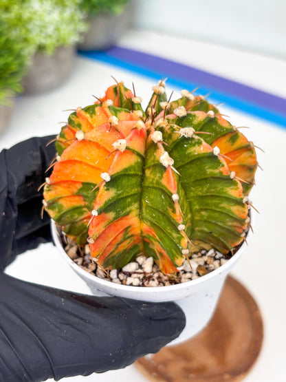 Gymnocalycium LB Hybrid | (gy7) (b3) | variegated cactus