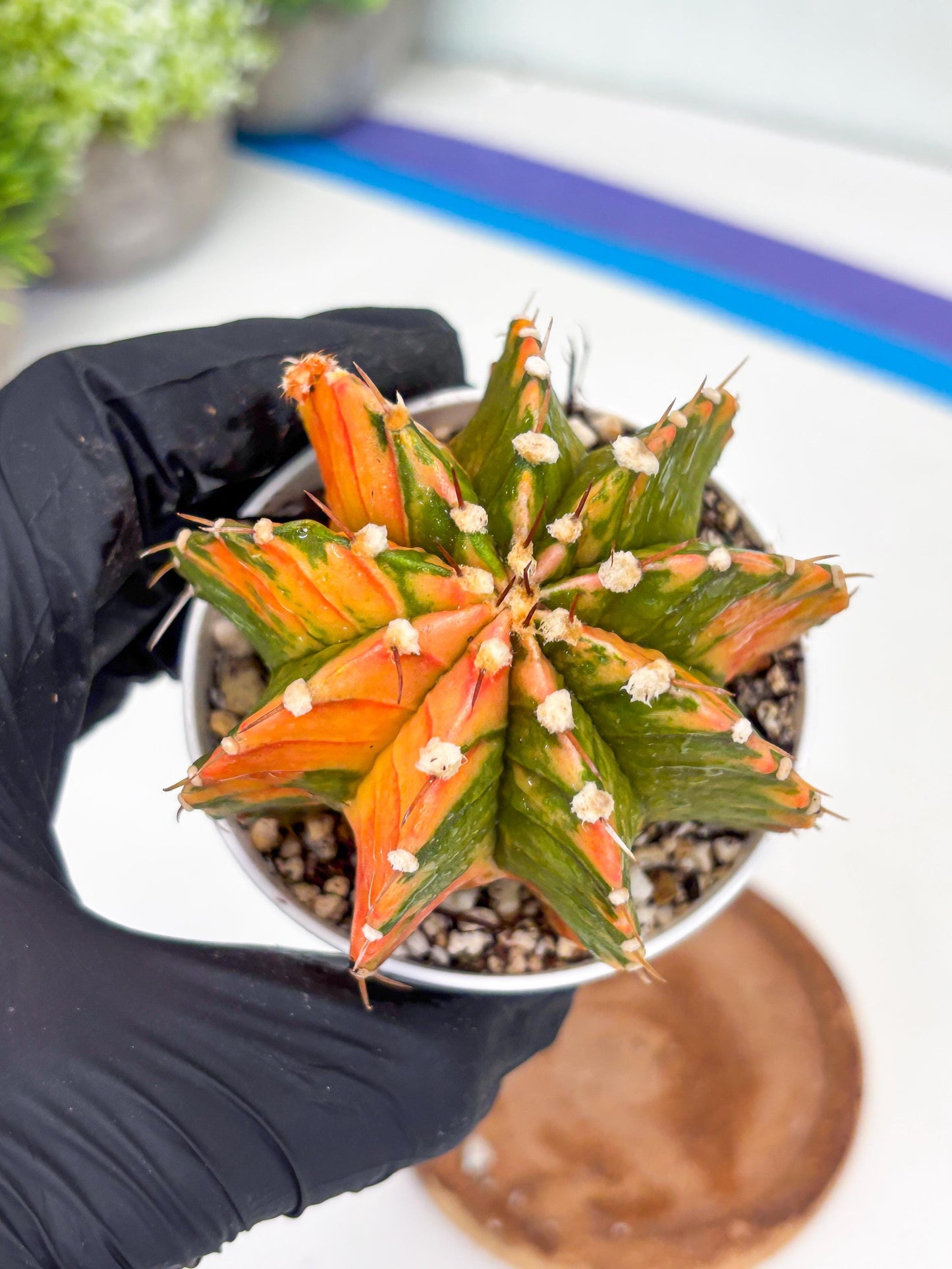 Gymnocalycium LB Hybrid | (gy7) (b3) | variegated cactus