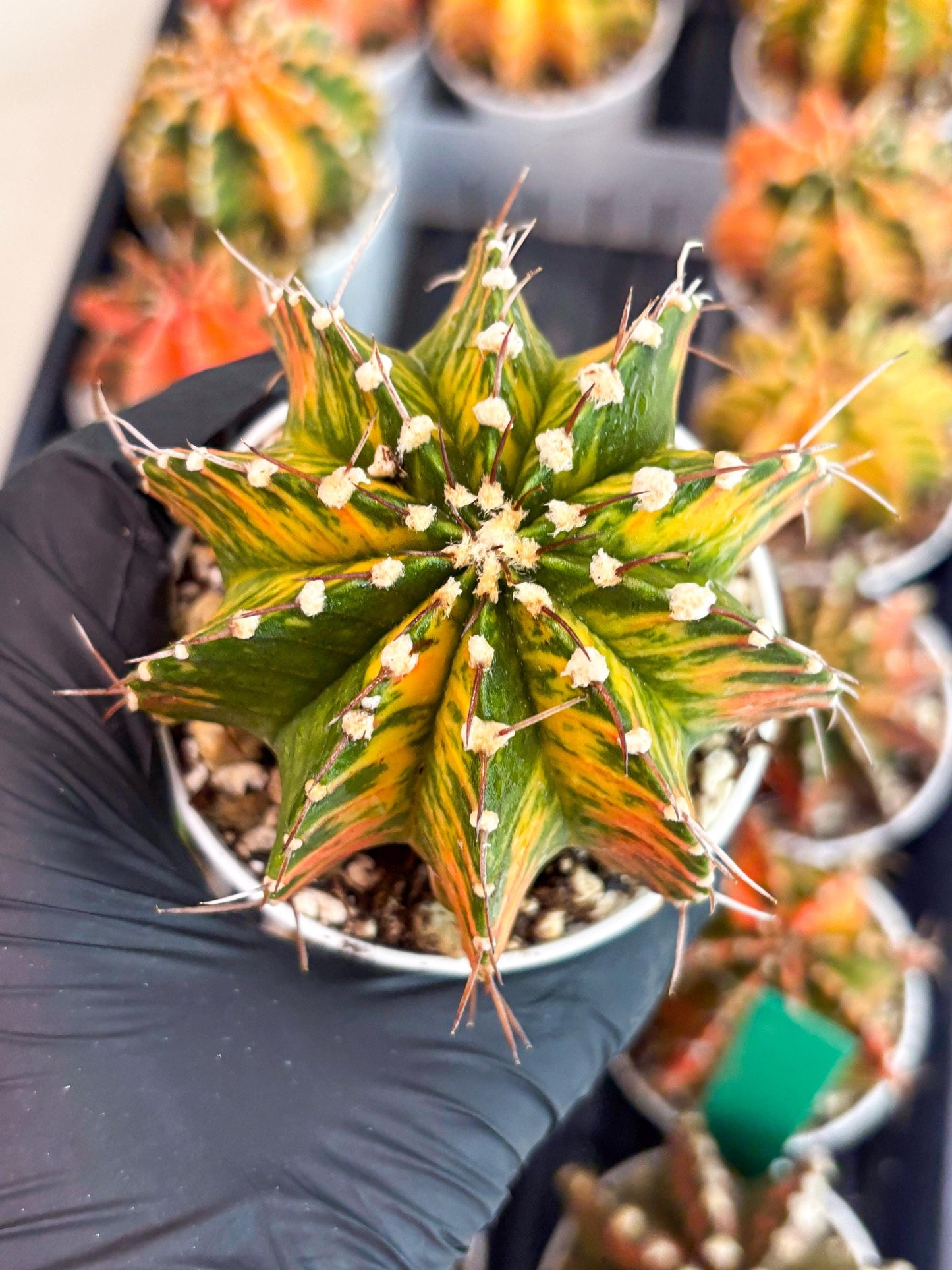 Gymnocalycium LB Hybrid | (gy7) (b4) | variegated cactus