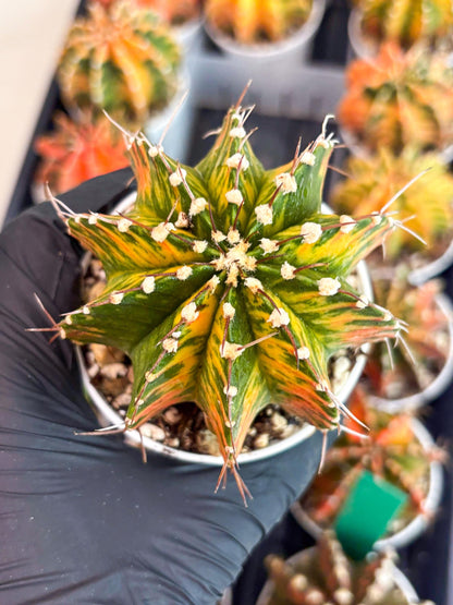 Gymnocalycium LB Hybrid | (gy7) (b4) | variegated cactus