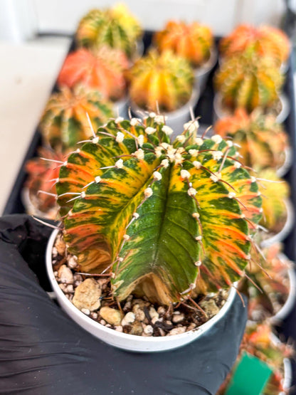 Gymnocalycium LB Hybrid | (gy7) (b4) | variegated cactus