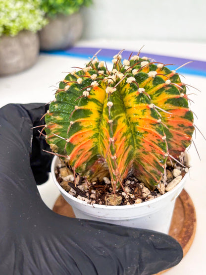 Gymnocalycium LB Hybrid | (gy7) (b4) | variegated cactus
