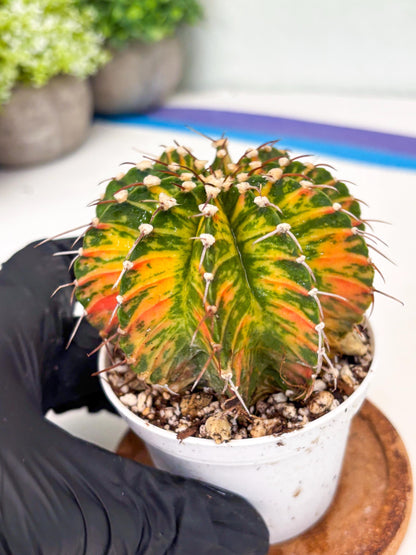Gymnocalycium LB Hybrid | (gy7) (b4) | variegated cactus
