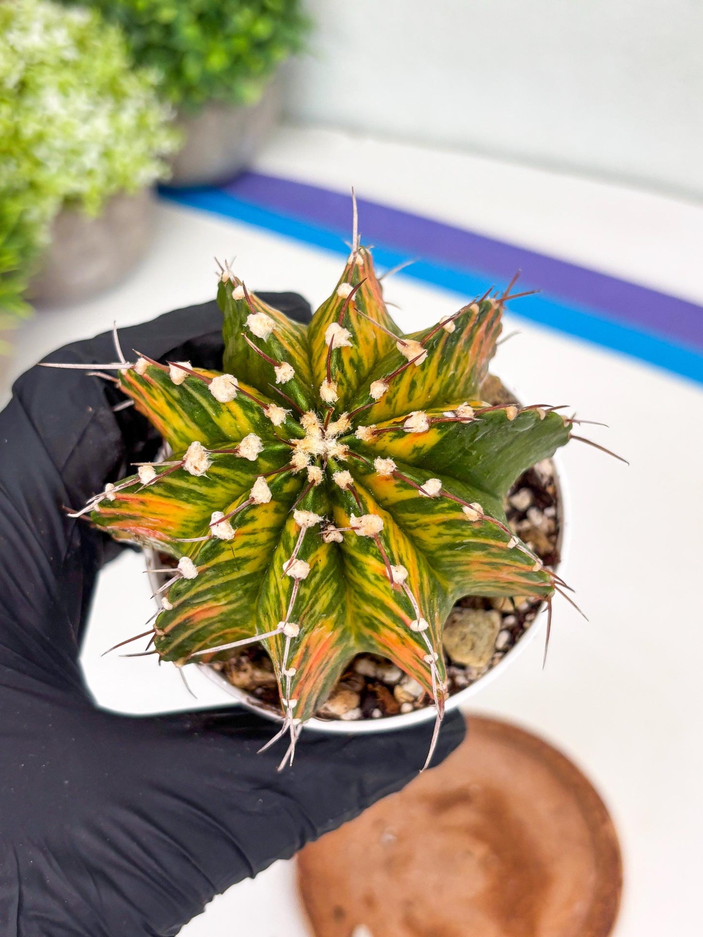 Gymnocalycium LB Hybrid | (gy7) (b4) | variegated cactus