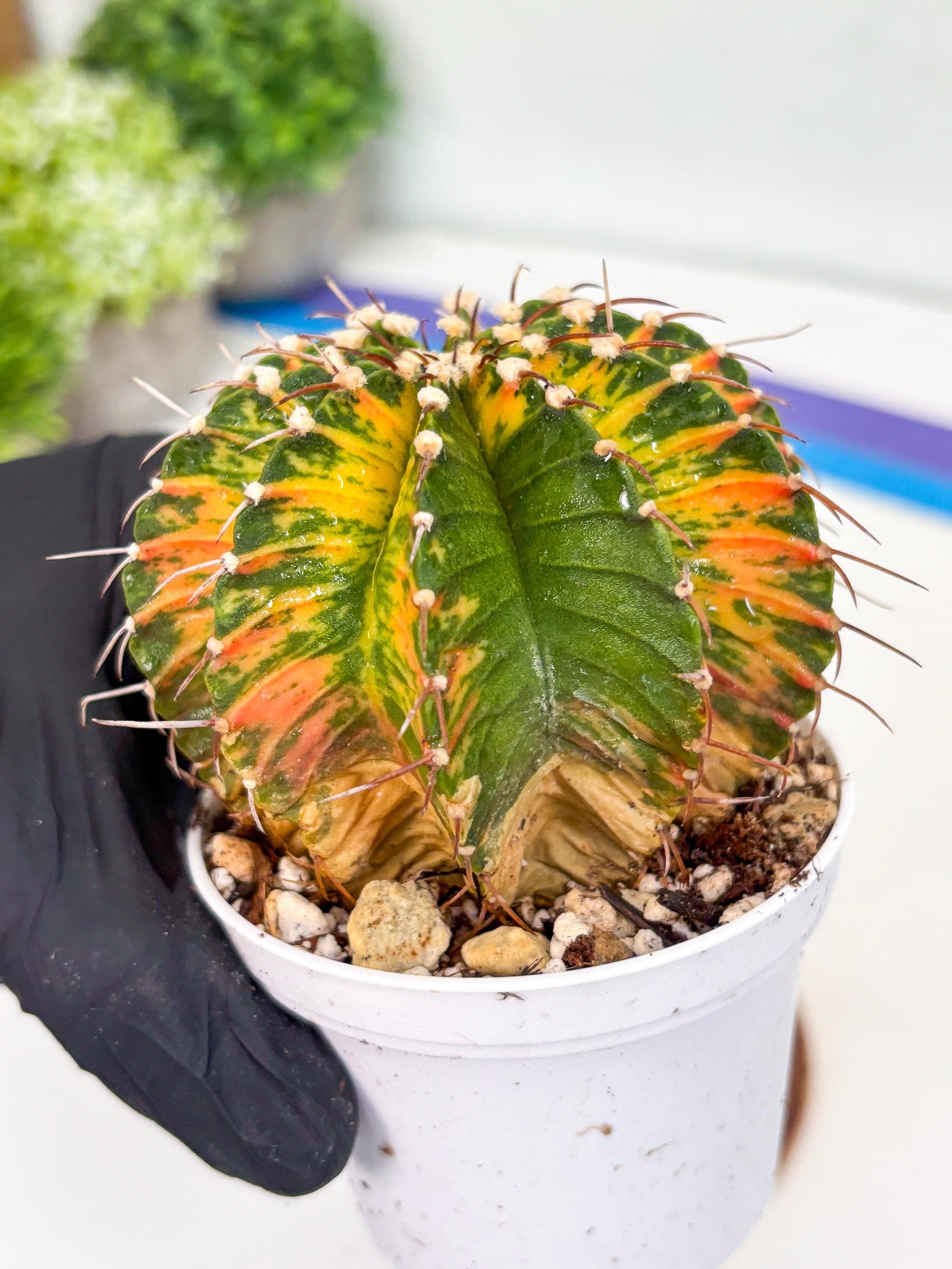 Gymnocalycium LB Hybrid | (gy7) (b4) | variegated cactus