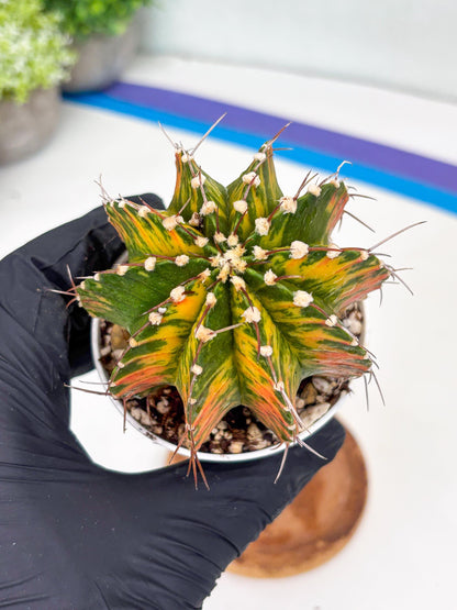 Gymnocalycium LB Hybrid | (gy7) (b4) | variegated cactus