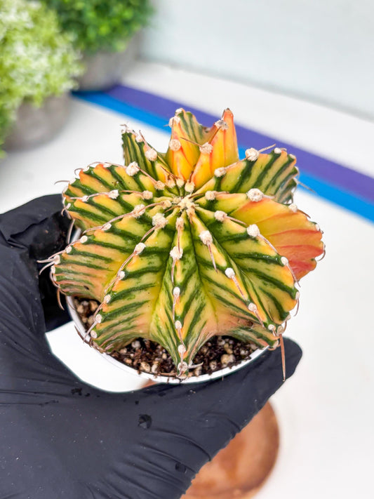 Gymnocalycium LB Hybrid | (gy7) (b5) | variegated cactus