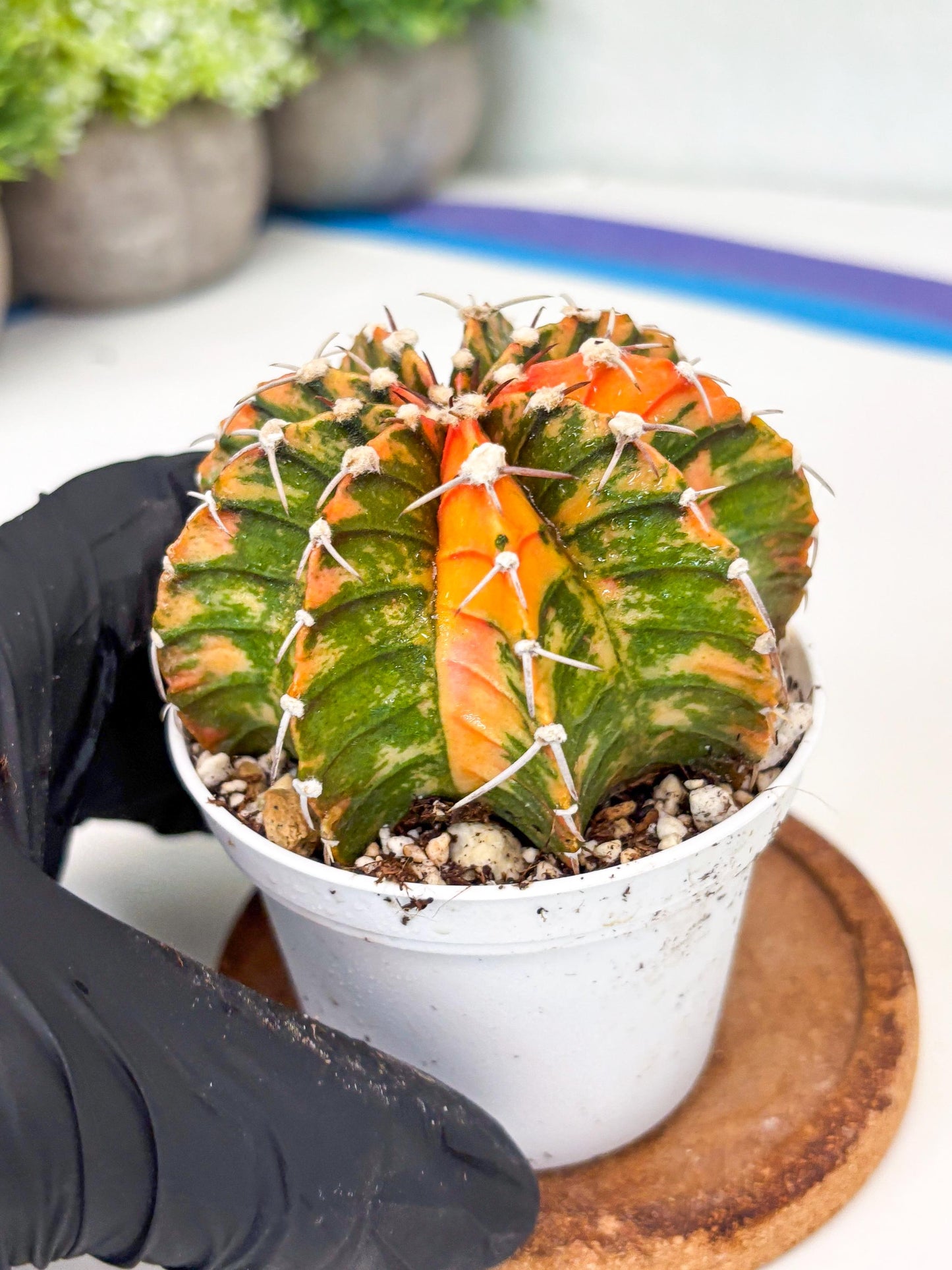 Gymnocalycium LB Hybrid | (gy7) (y3) | variegated cactus