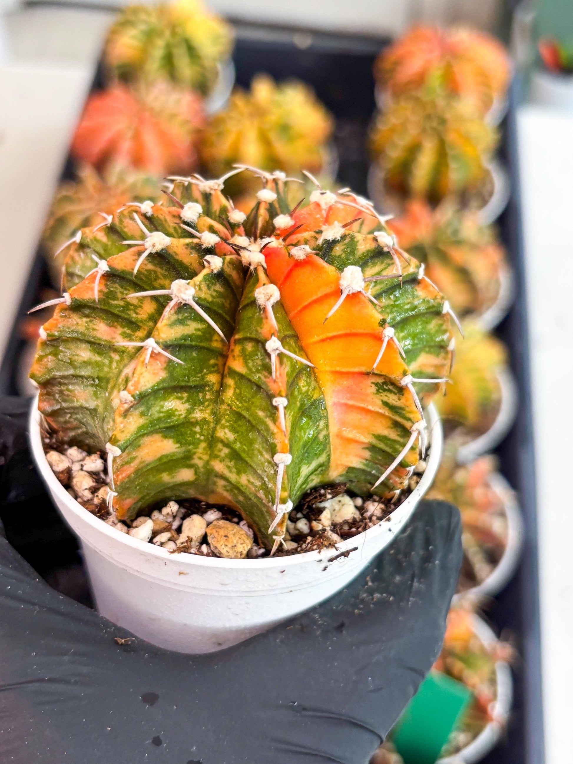 Gymnocalycium LB Hybrid | (gy7) (y3) | variegated cactus